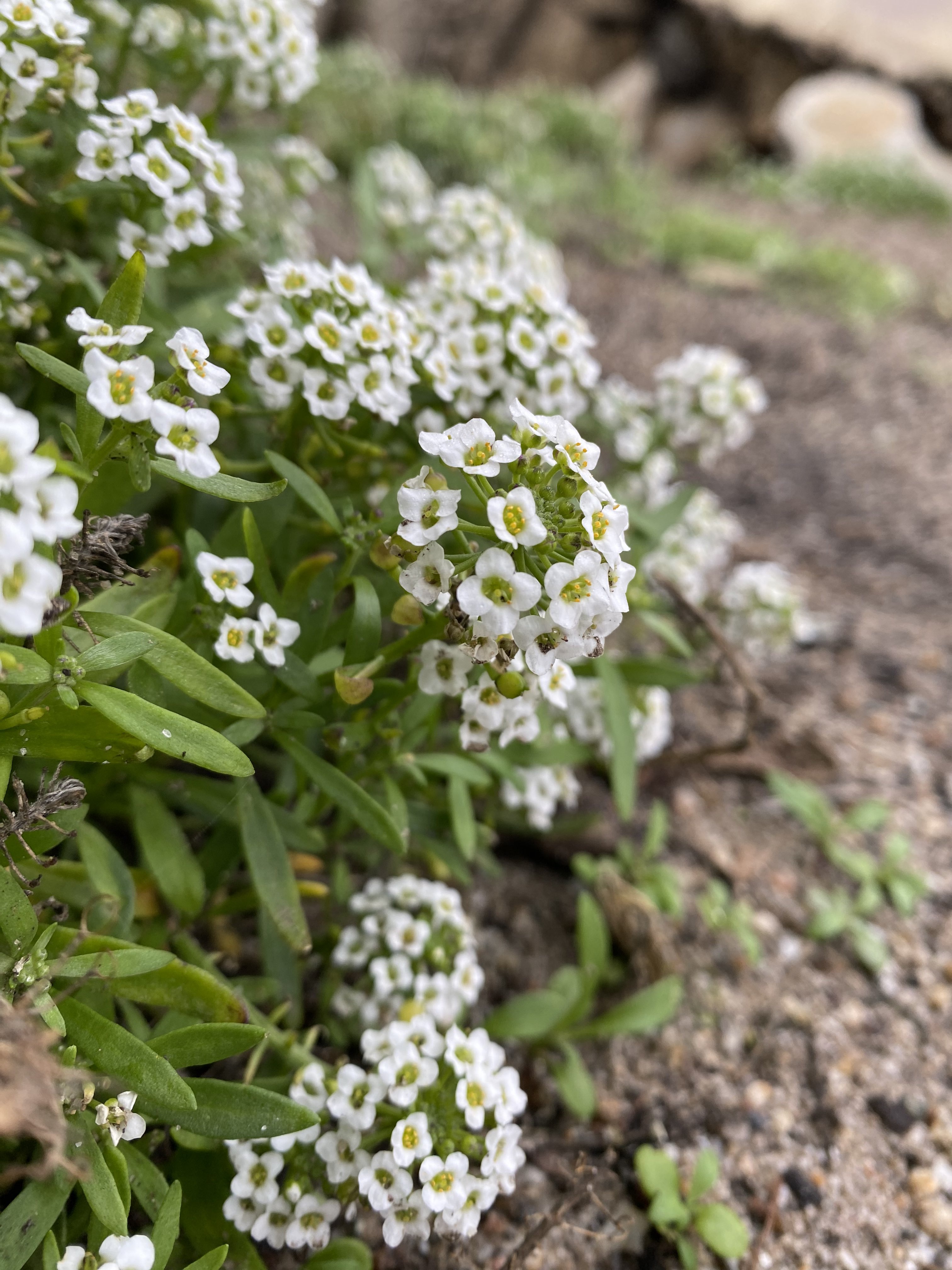 Tiny Flowers.jpeg